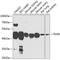 Ferredoxin Reductase antibody, 19-187, ProSci, Western Blot image 