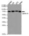 Lamin A/C antibody, TA346997, Origene, Western Blot image 