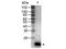 Interleukin 9 antibody, TA319313, Origene, Western Blot image 