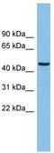 HCLS1 Binding Protein 3 antibody, TA344680, Origene, Western Blot image 