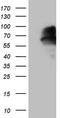 Mitochondrial Antiviral Signaling Protein antibody, TA808251, Origene, Western Blot image 