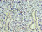 Vesicle Associated Membrane Protein 3 antibody, LS-C377456, Lifespan Biosciences, Immunohistochemistry paraffin image 
