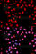 c-met antibody, AP0076, ABclonal Technology, Immunofluorescence image 