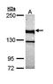 Unc-13 Homolog B antibody, orb74228, Biorbyt, Western Blot image 