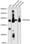 Phosphatidylinositol Transfer Protein Membrane Associated 1 antibody, 14-773, ProSci, Western Blot image 