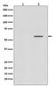 SMAD2 antibody, P00090-1, Boster Biological Technology, Western Blot image 
