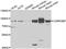 Cysteine-rich protein 2-binding protein antibody, abx006935, Abbexa, Western Blot image 