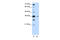 DAZ-associated protein 1 antibody, 29-516, ProSci, Enzyme Linked Immunosorbent Assay image 