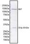 Nicotinamide Nucleotide Transhydrogenase antibody, ab110352, Abcam, Western Blot image 
