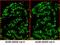 IgG-heavy and light chain antibody, A120-101D2, Bethyl Labs, Immunofluorescence image 