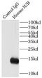 Histone H2B type 1-C/E/F/G/I antibody, FNab03887, FineTest, Immunoprecipitation image 