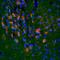 Kruppel Like Factor 5 antibody, orb6270, Biorbyt, Immunohistochemistry paraffin image 