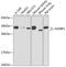 Fibroblast Growth Factor Binding Protein 1 antibody, GTX32601, GeneTex, Western Blot image 