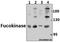Fucose Kinase antibody, A12417-1, Boster Biological Technology, Western Blot image 