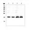Natriuretic Peptide A antibody, PA5-79759, Invitrogen Antibodies, Western Blot image 