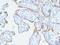 Metalloproteinase inhibitor 2 antibody, M01037, Boster Biological Technology, Immunohistochemistry frozen image 