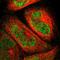 PiggyBac Transposable Element Derived 1 antibody, HPA007267, Atlas Antibodies, Immunocytochemistry image 