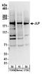 Sperm Associated Antigen 9 antibody, A300-337A, Bethyl Labs, Western Blot image 