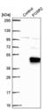 Forkhead Box R2 antibody, NBP2-56756, Novus Biologicals, Western Blot image 