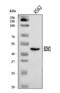 Basic Leucine Zipper And W2 Domains 2 antibody, A11832-1, Boster Biological Technology, Western Blot image 