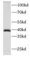 HSJ1 antibody, FNab02447, FineTest, Western Blot image 