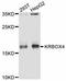 KRAB Box Domain Containing 4 antibody, A11815, ABclonal Technology, Western Blot image 