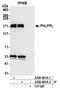 PH Domain And Leucine Rich Repeat Protein Phosphatase 2 antibody, A300-661A, Bethyl Labs, Immunoprecipitation image 