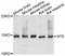 Neurotensin antibody, A11837, ABclonal Technology, Western Blot image 