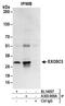 Exosome complex exonuclease RRP40 antibody, A303-909A, Bethyl Labs, Immunoprecipitation image 