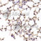 TSC22 Domain Family Member 3 antibody, A6779, ABclonal Technology, Immunohistochemistry paraffin image 