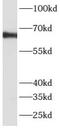 ATPase H+ Transporting V1 Subunit A antibody, FNab00715, FineTest, Western Blot image 