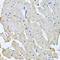 Glycosylphosphatidylinositol Specific Phospholipase D1 antibody, LS-C334829, Lifespan Biosciences, Immunohistochemistry frozen image 