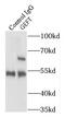 Rho guanine nucleotide exchange factor 25 antibody, FNab03413, FineTest, Immunoprecipitation image 