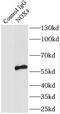 NADPH Oxidase 4 antibody, FNab05806, FineTest, Immunoprecipitation image 