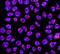 Zinc finger protein 42 antibody, MAB3598, R&D Systems, Immunocytochemistry image 