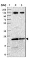 BLOC-1 Related Complex Subunit 5 antibody, NBP2-30597, Novus Biologicals, Western Blot image 