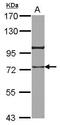Heat shock protein 75 kDa, mitochondrial antibody, GTX115352, GeneTex, Western Blot image 