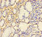Cytochrome C Oxidase Subunit 4I1 antibody, A55571-100, Epigentek, Immunohistochemistry paraffin image 