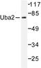 Ubiquitin Like Modifier Activating Enzyme 2 antibody, AP06472PU-N, Origene, Western Blot image 