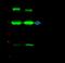 Superoxide Dismutase 2 antibody, 12656-R001, Sino Biological, Immunoprecipitation image 