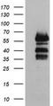 Vasodilator Stimulated Phosphoprotein antibody, TA502473S, Origene, Western Blot image 