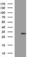 CSH1 antibody, LS-C788294, Lifespan Biosciences, Western Blot image 