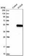 Potassium Voltage-Gated Channel Subfamily J Member 5 antibody, HPA017353, Atlas Antibodies, Western Blot image 