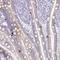 Proline-rich acidic protein 1 antibody, HPA052451, Atlas Antibodies, Immunohistochemistry frozen image 