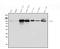 10-FTHFDH antibody, A04615-1, Boster Biological Technology, Western Blot image 