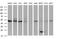 Homocysteine Inducible ER Protein With Ubiquitin Like Domain 1 antibody, MA5-26301, Invitrogen Antibodies, Western Blot image 