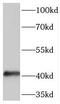 Serpin B5 antibody, FNab05022, FineTest, Western Blot image 