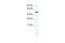 Homeobox protein Hox-A3 antibody, 28-751, ProSci, Western Blot image 