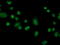 FK506-binding protein-like antibody, M07684, Boster Biological Technology, Immunofluorescence image 