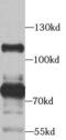 Striatin antibody, FNab08353, FineTest, Western Blot image 